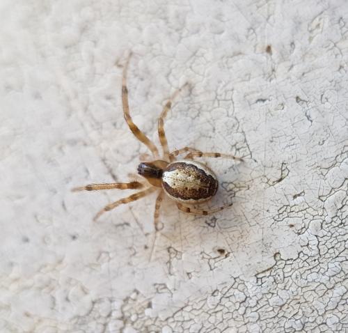 Zygiella x-notata